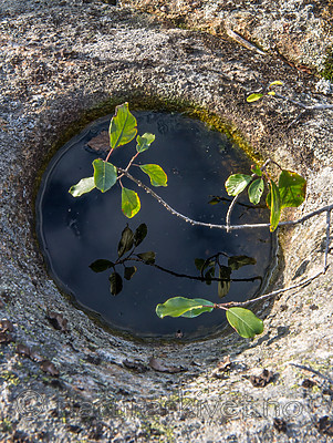 BB 14 0199 / Frangula alnus / Trollhegg